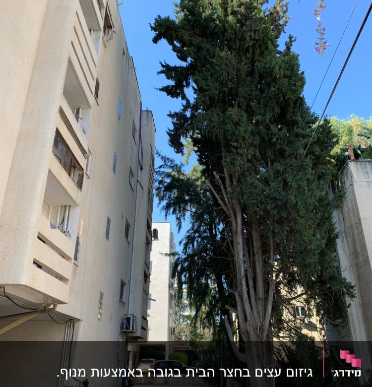 Tall tree next to a building